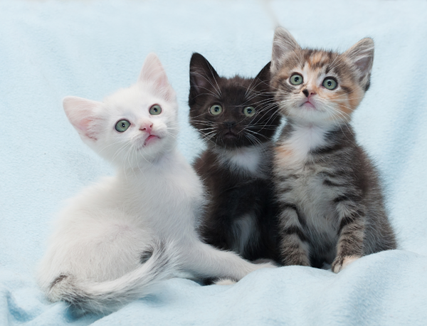 Kittens Image Kittens Image
