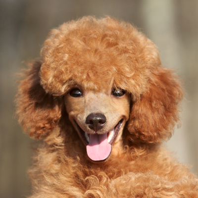 Orange Poodle - Pet Safety