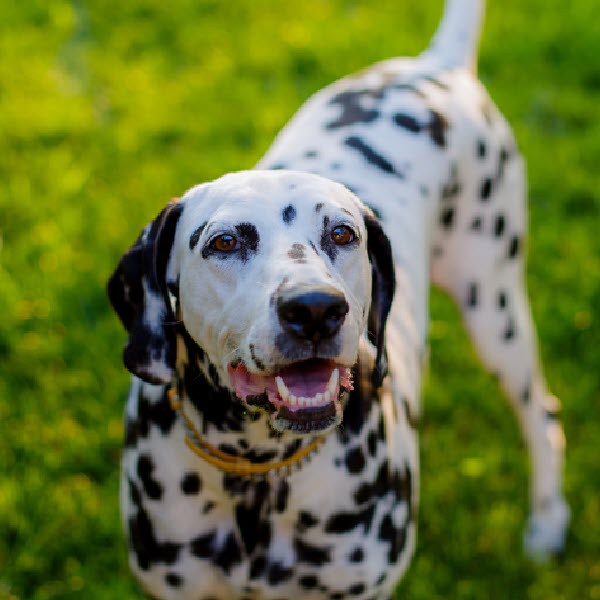 Dalmatian -  Emergencies