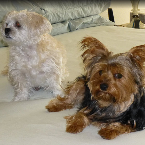 Two Dogs sitting together