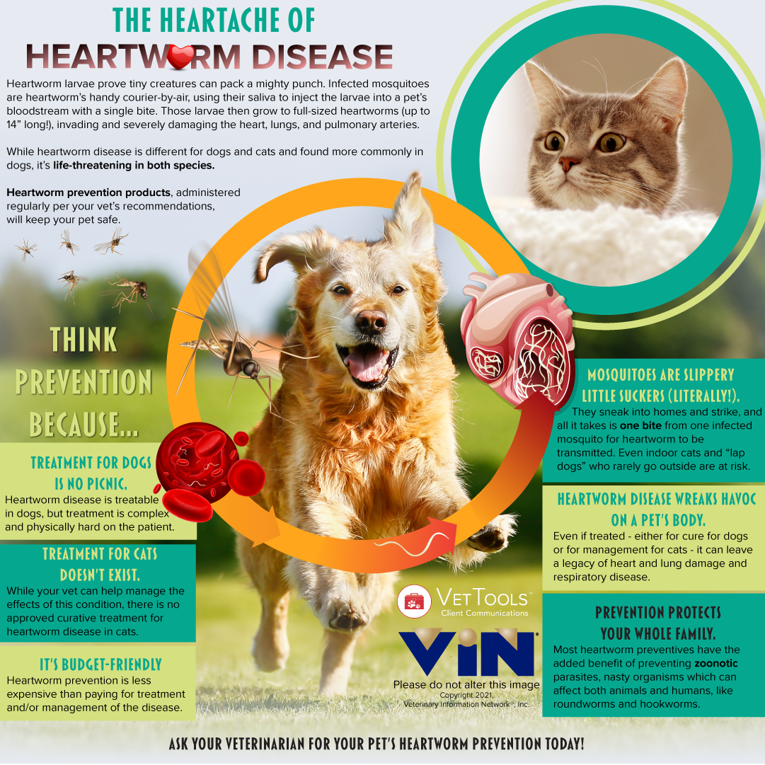 Heartworm Disease
